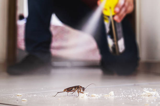 Best Pest Control Near Me in Jackson, MO